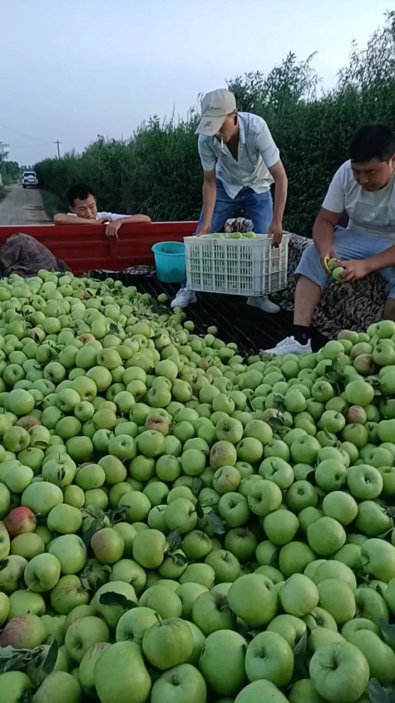 晨阳，珊夏苹果，脆甜多汁，支持一件代发，面向全国发货