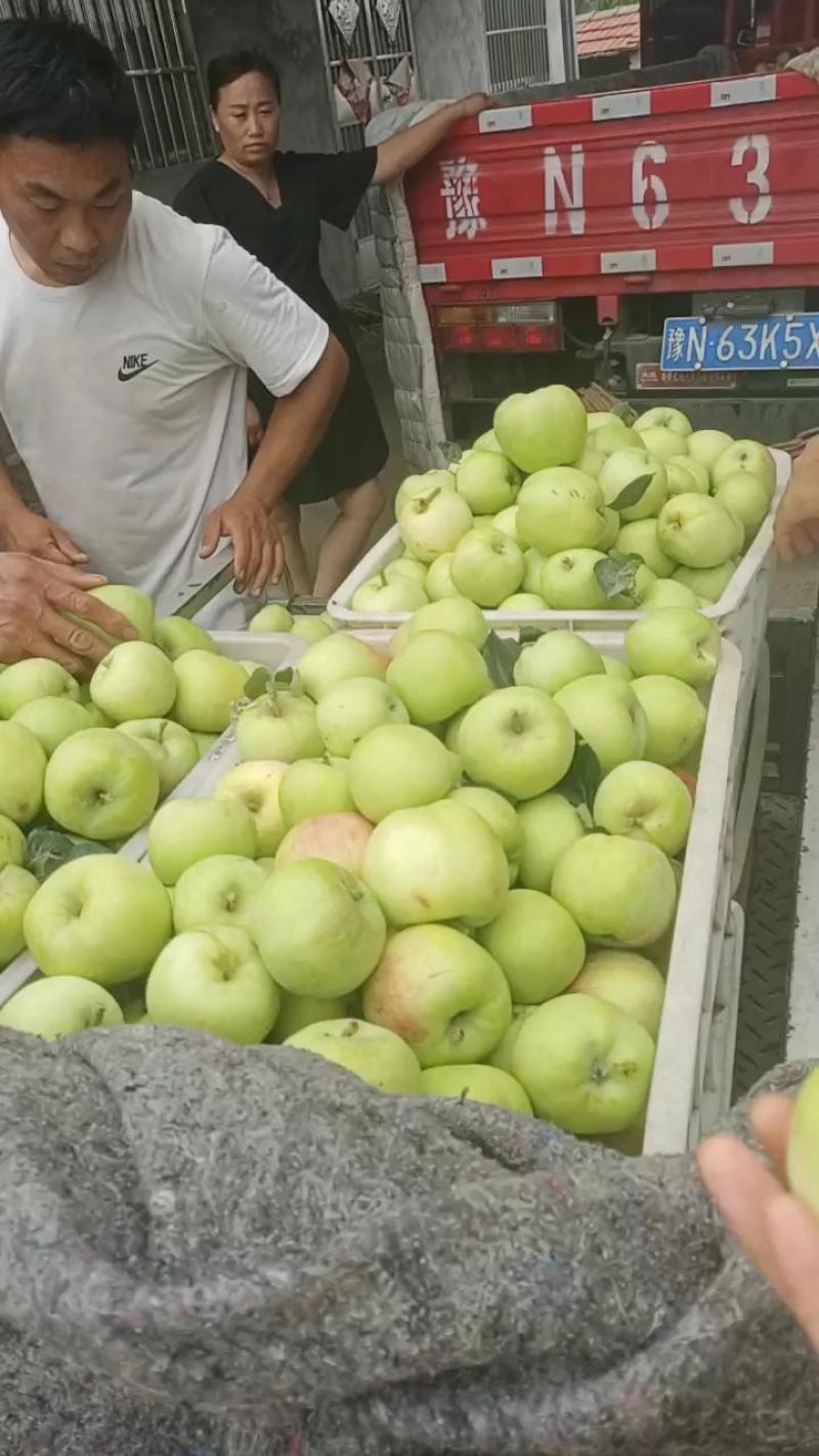 晨阳，珊夏苹果，脆甜多汁，支持一件代发，面向全国发货