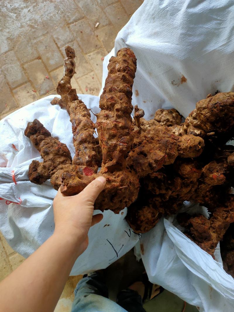 土茯苓（红肉金刚头，精选大条圆身，产地一手货源，长期有货