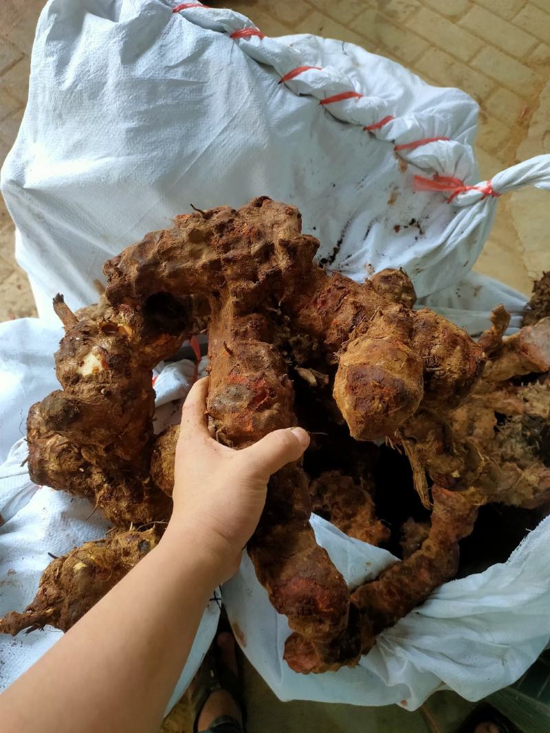 土茯苓（红肉金刚头，精选大条圆身，产地一手货源，长期有货