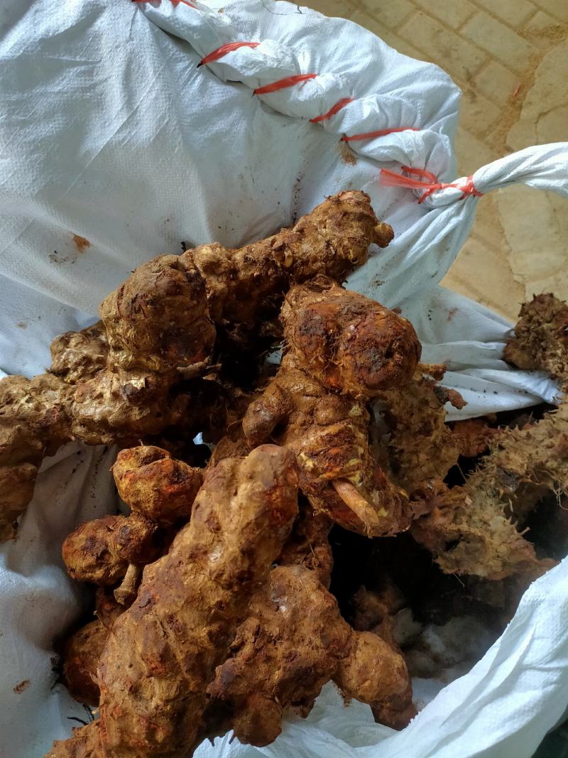 土茯苓（红肉金刚头，精选大条圆身，产地一手货源，长期有货