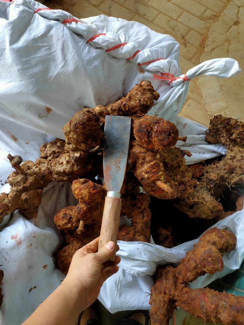 土茯苓（红肉金刚头，精选大条圆身，产地一手货源，长期有货