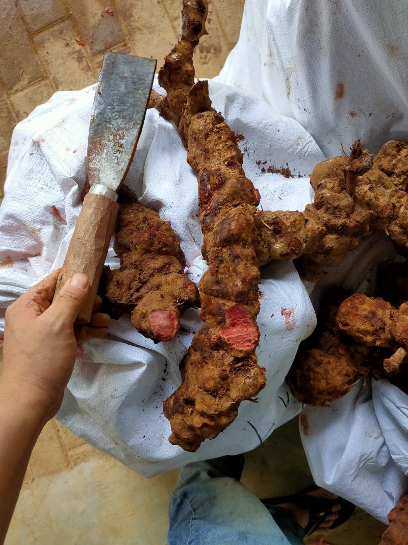 土茯苓（红肉金刚头，精选大条圆身，产地一手货源，长期有货