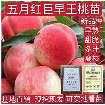 桃树苗新品种特大早熟五月红巨王桃晚熟品种全保纯度包成活率