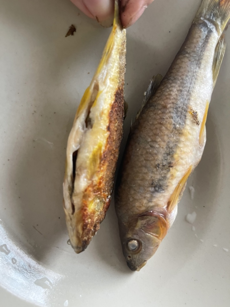 江西特产鱼干，石斑鱼马口鱼火焙鱼，纯野生手工柴火烟熏的