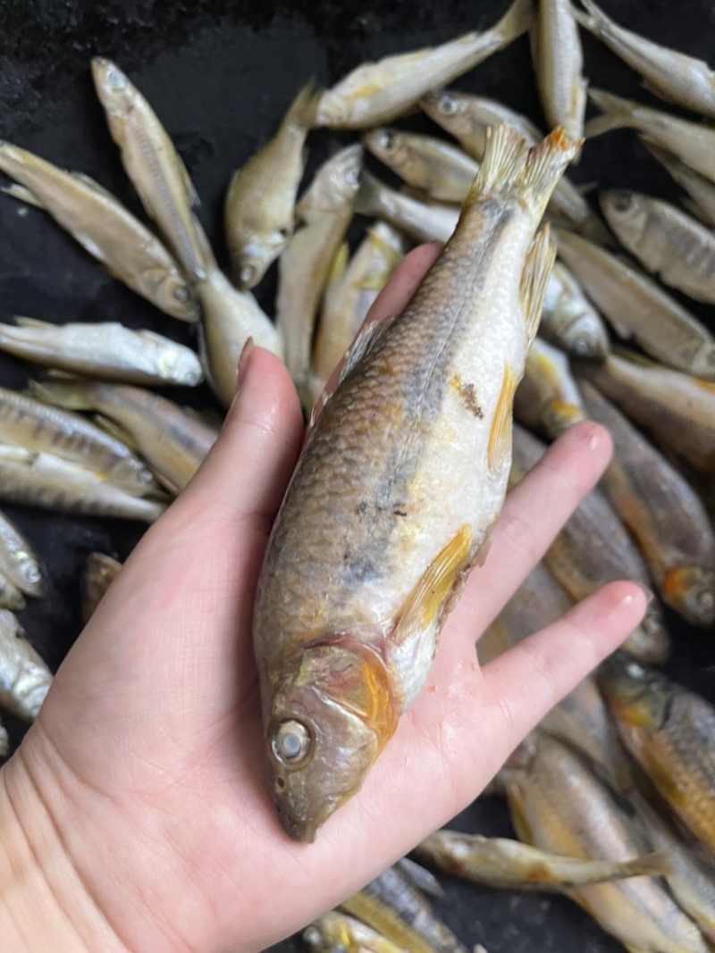 江西特产鱼干，石斑鱼马口鱼火焙鱼，纯野生手工柴火烟熏的
