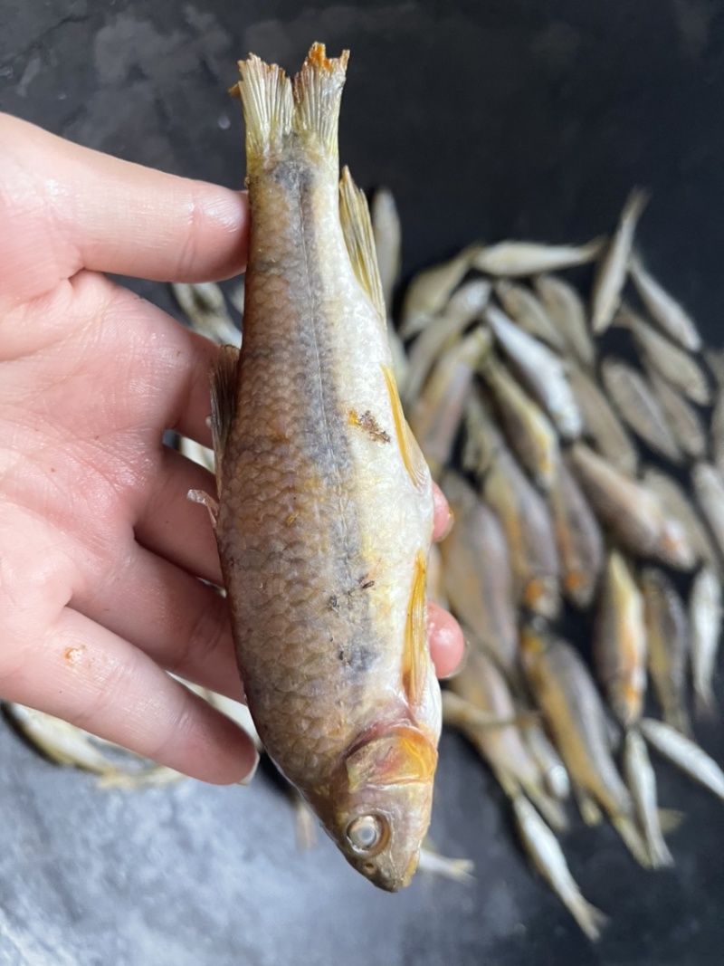 江西特产鱼干，石斑鱼马口鱼火焙鱼，纯野生手工柴火烟熏的
