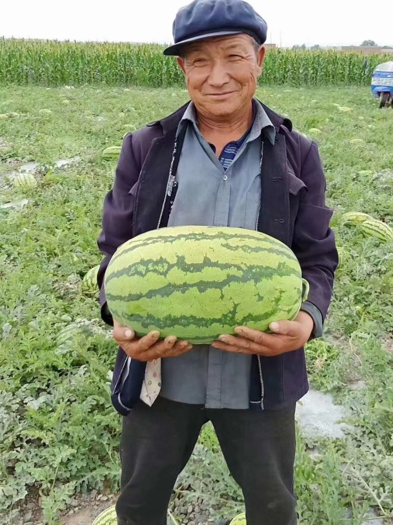 金品硒砂瓜金花一号大量供货中心