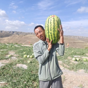 金品硒砂瓜金花一号大量供货中心