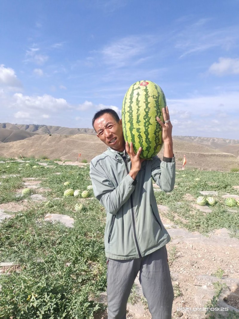 金品硒砂瓜金花一号大量供货中心