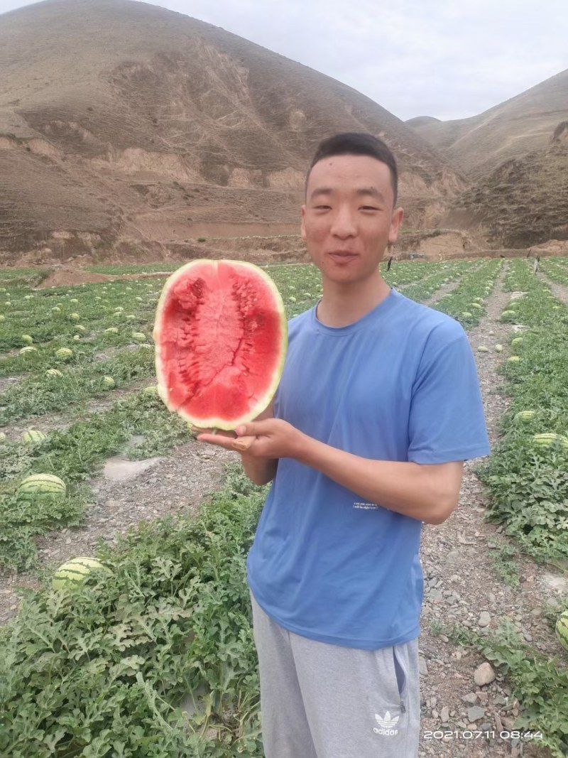 金品硒砂瓜金花一号大量供货中心