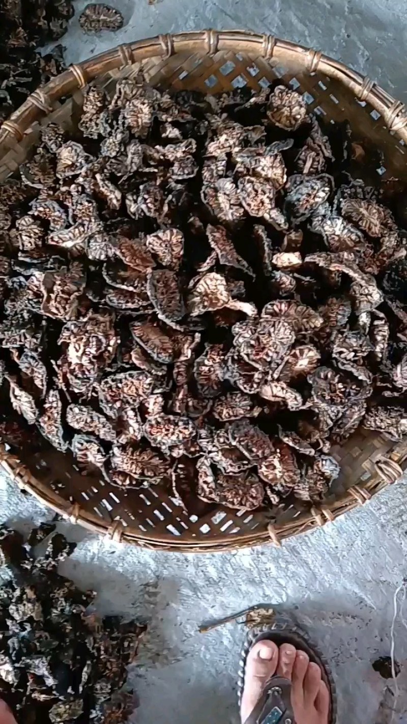 自己种植诺丽果干。。烘干，晒干
