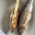 江西特产鱼干，石斑鱼，马口鱼、火焙鱼，纯野生柴火烟熏的