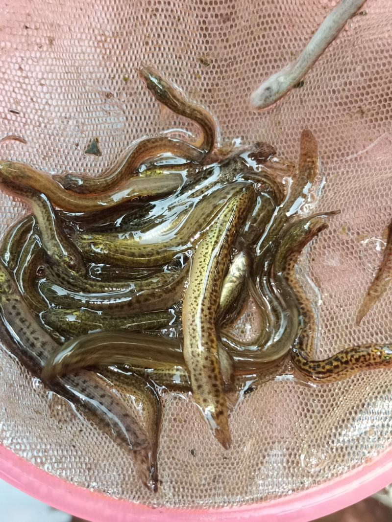 优质品种台湾泥鳅正宗泥鳅苗泥鳅水花苗场地直供
