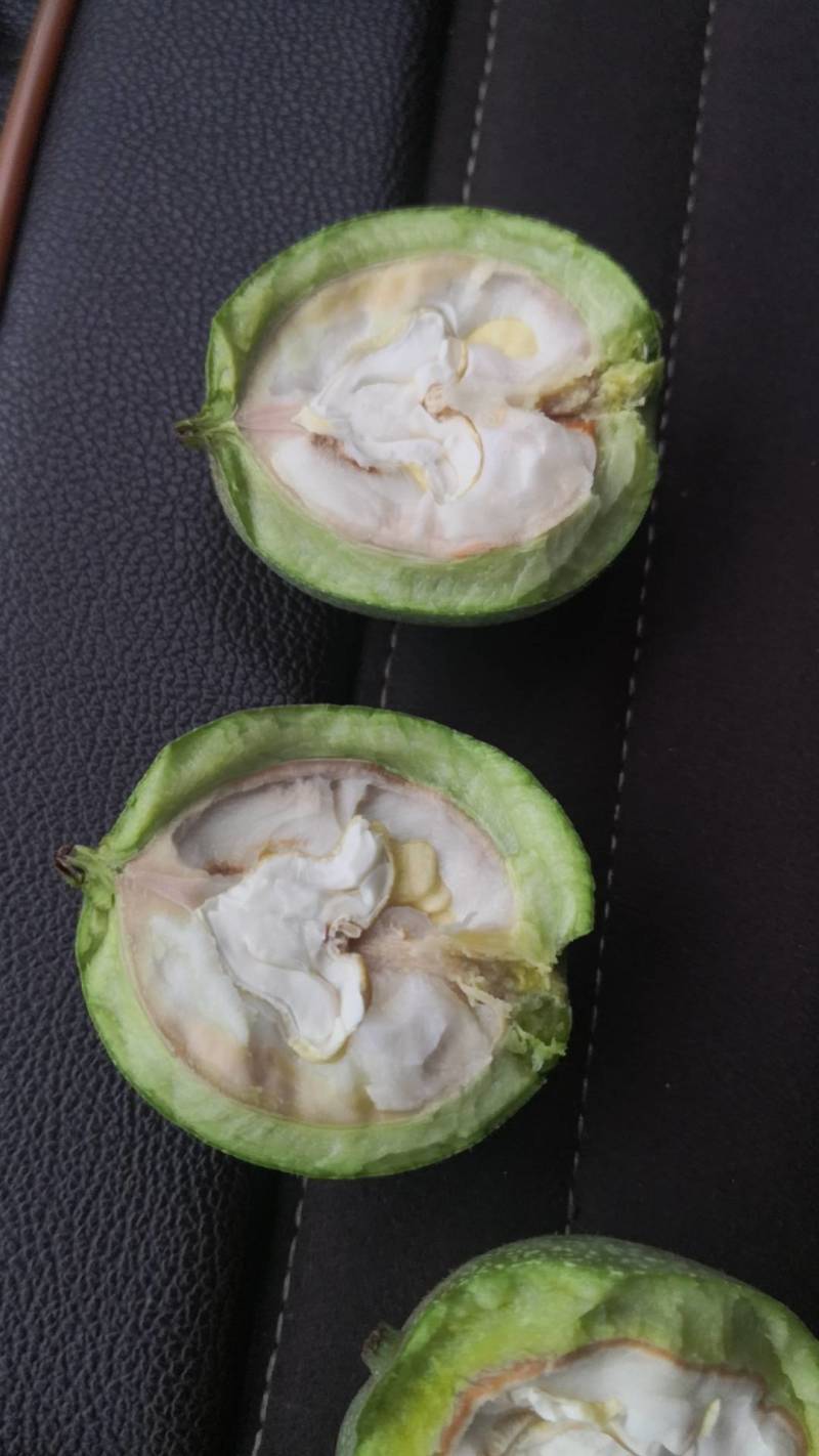 自己家的青皮核桃