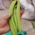 新鲜刀豆，精品现货