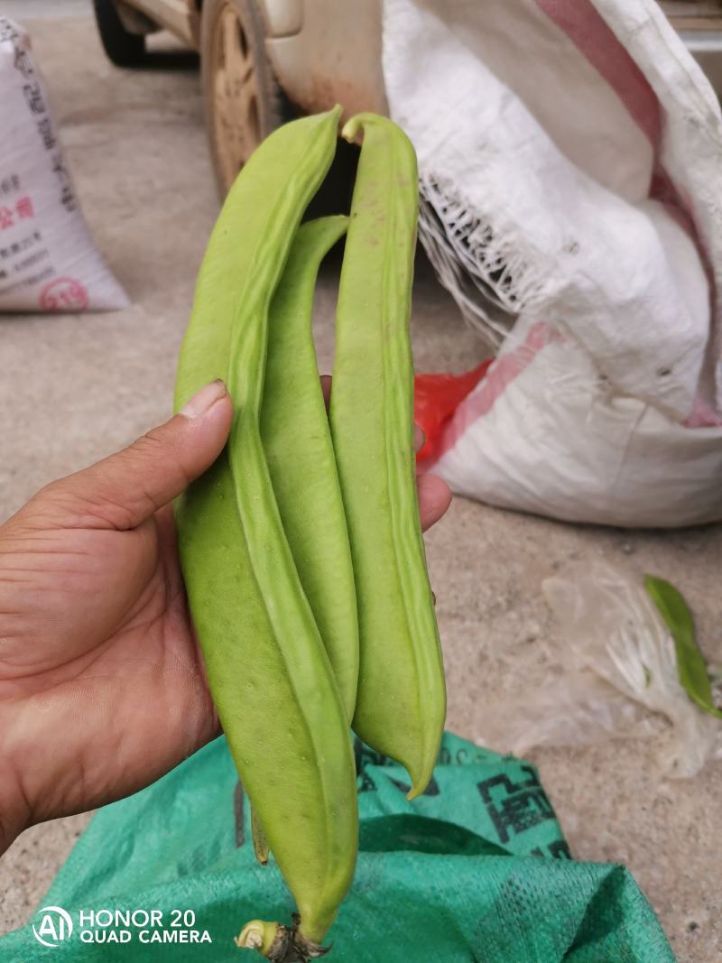 新鲜刀豆，精品现货