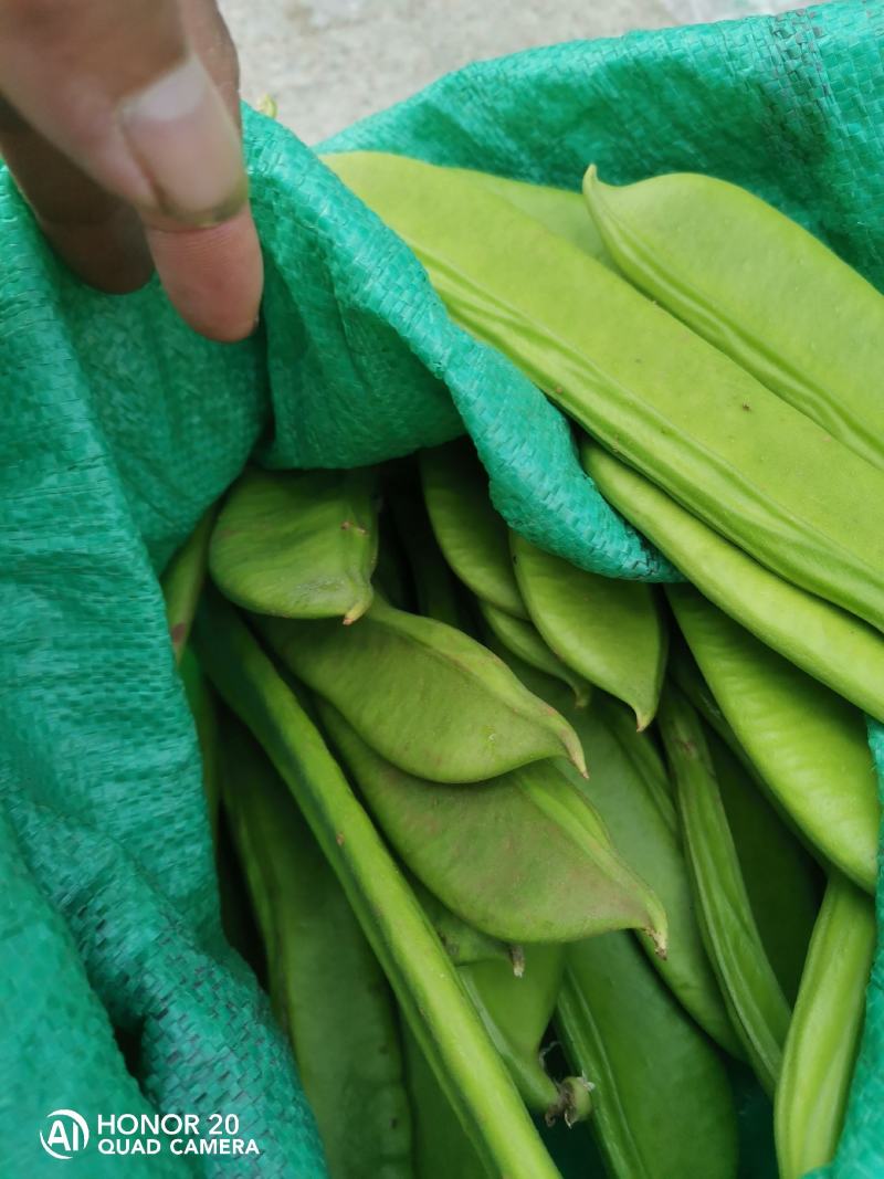 新鲜刀豆，精品现货