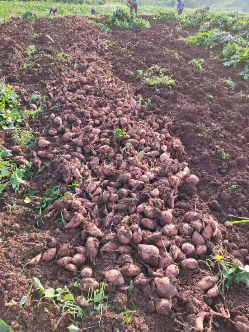 红暑，红心红署，龙九，颜色好，纯甜，无虫