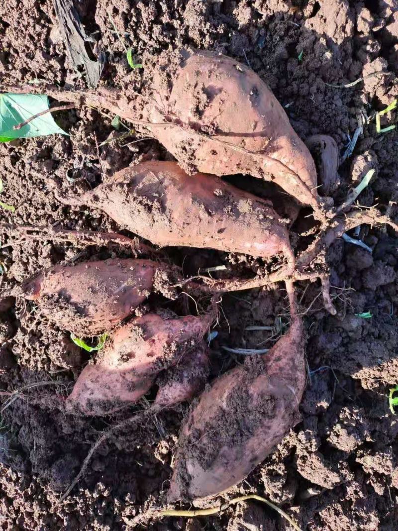 红暑，红心红署，龙九，颜色好，纯甜，无虫
