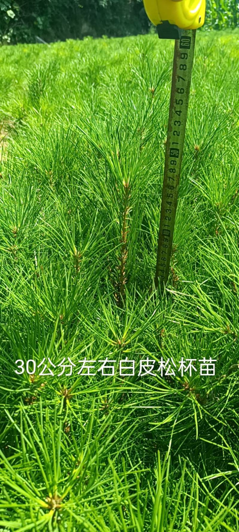 白皮松营养杯苗，30公分左右优质白皮松杯苗