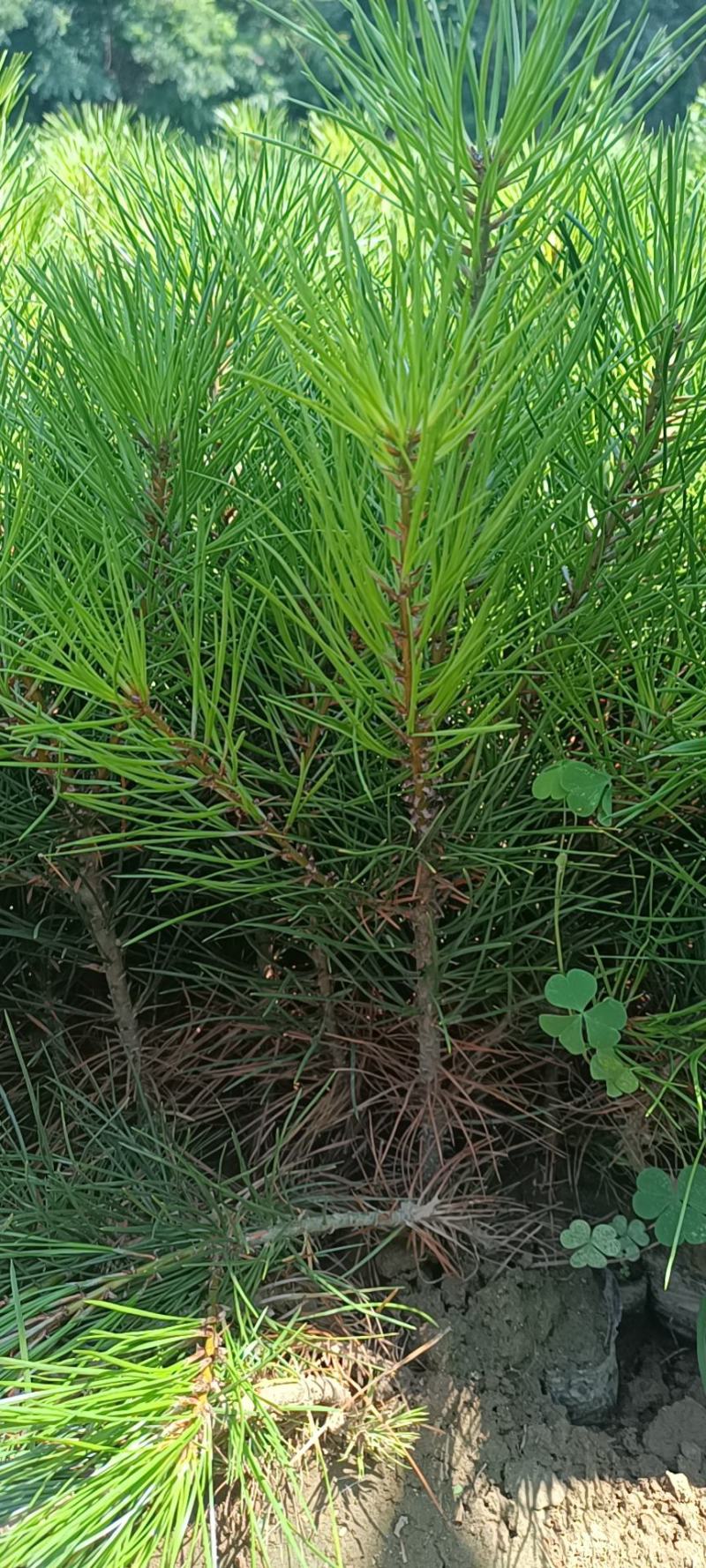 白皮松营养杯苗，30公分左右优质白皮松杯苗