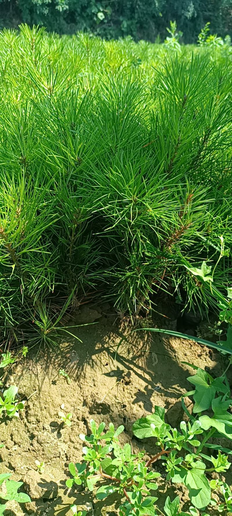白皮松营养杯苗，30公分左右优质白皮松杯苗