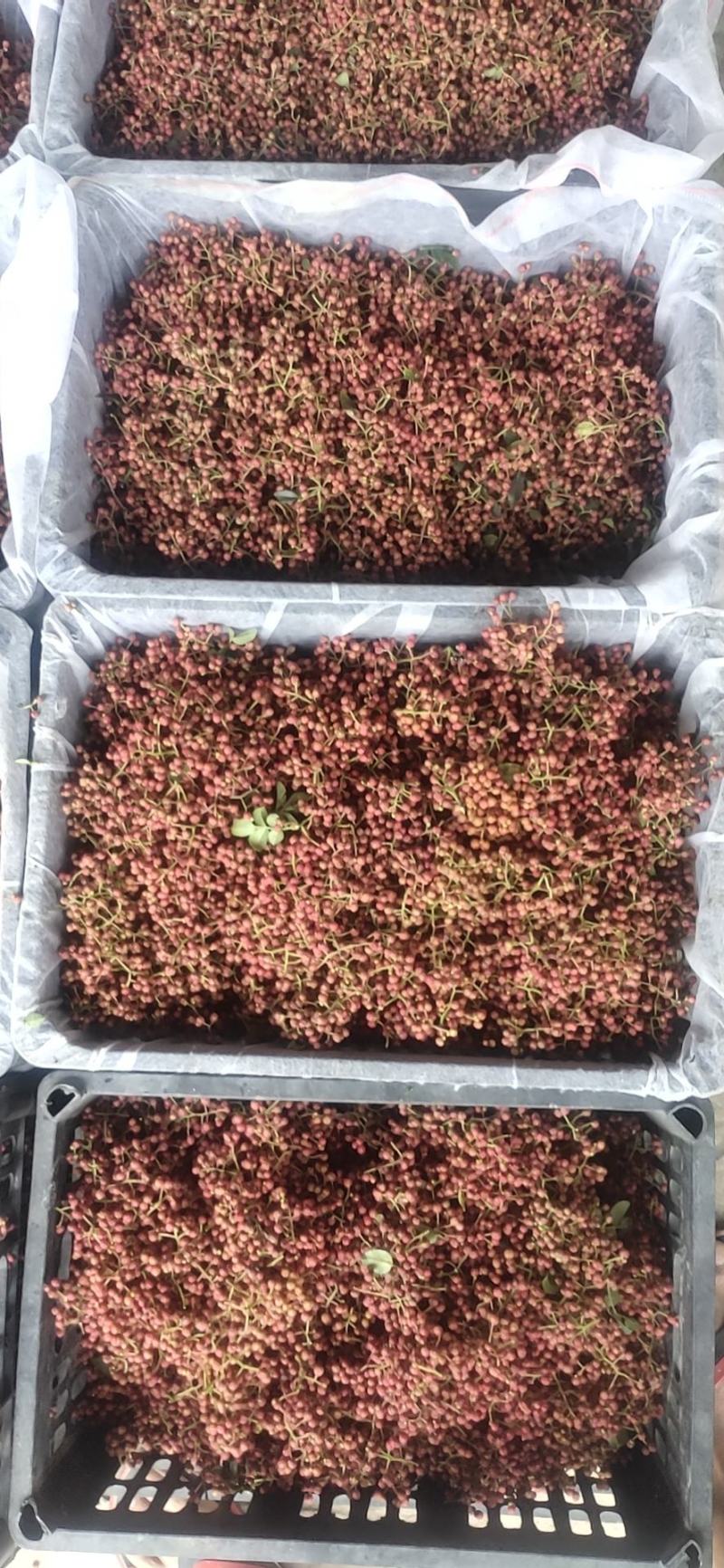大量收大红袍花椒