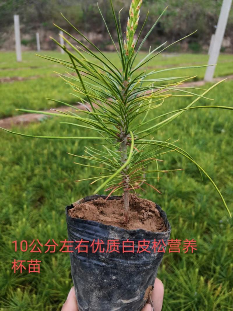 白皮松营养杯苗，30公分左右优质白皮松杯苗