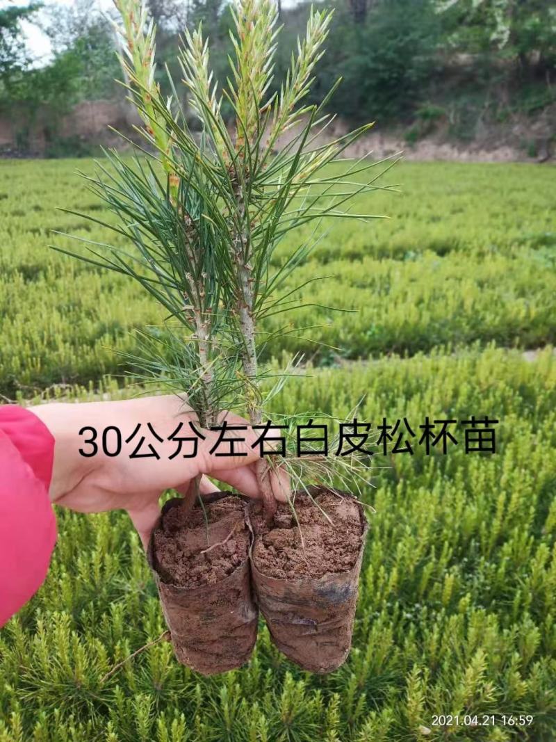 白皮松营养杯苗，30公分左右优质白皮松杯苗