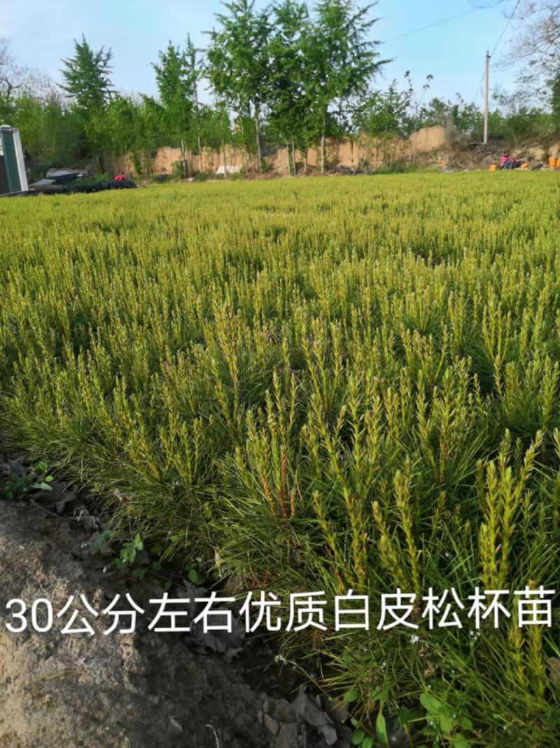 白皮松营养杯苗，30公分左右优质白皮松杯苗