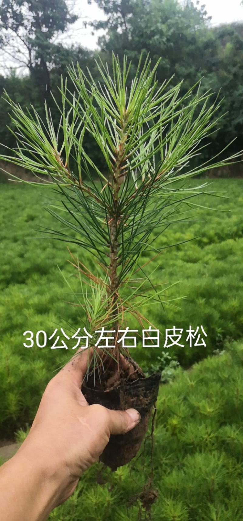 白皮松营养杯苗，30公分左右优质白皮松杯苗