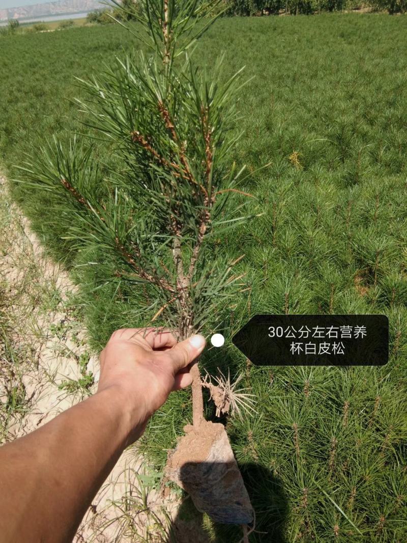 白皮松营养杯苗，30公分左右优质白皮松杯苗