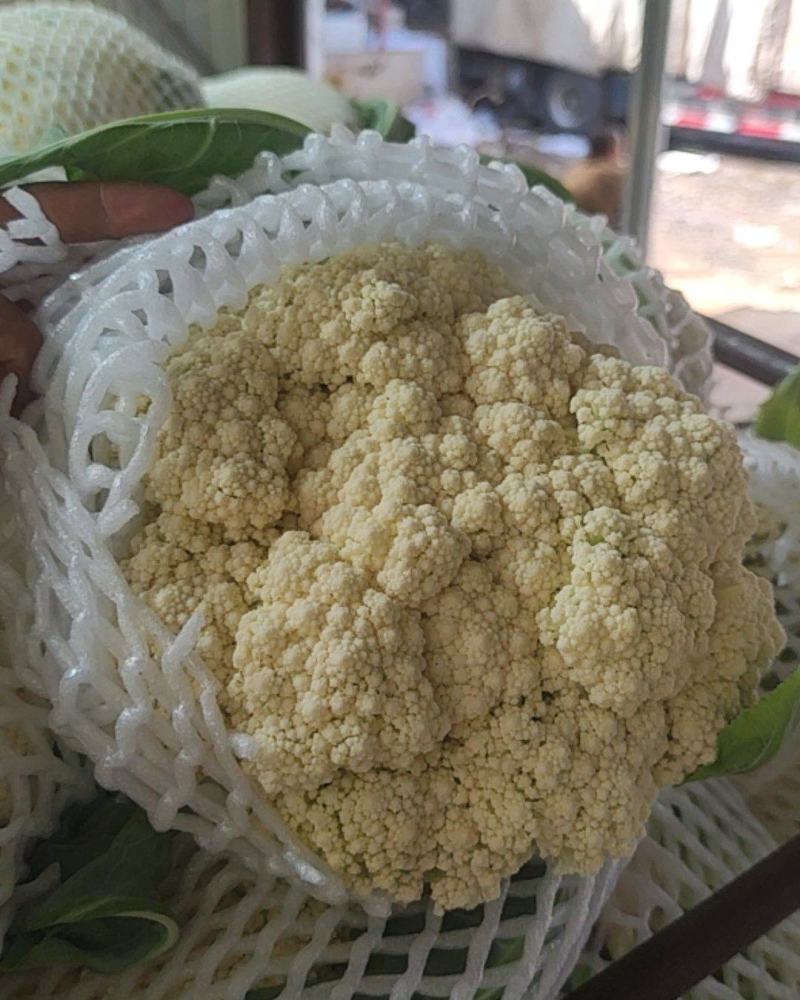 精品80有机花菜量上市