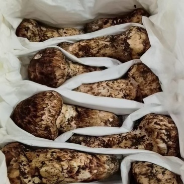 松茸，中国松茸之乡，雅江松茸，食用菌鲜货