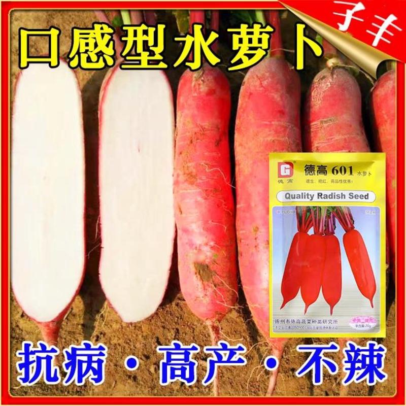 耐热萝卜种子红皮萝卜种子长红皮萝卜种子德高601/20g
