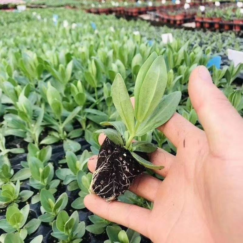 洋桔梗种苗发货带苗盘用于园林工程绿化花束全国发货