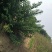 苗圃直销，大花溲疏