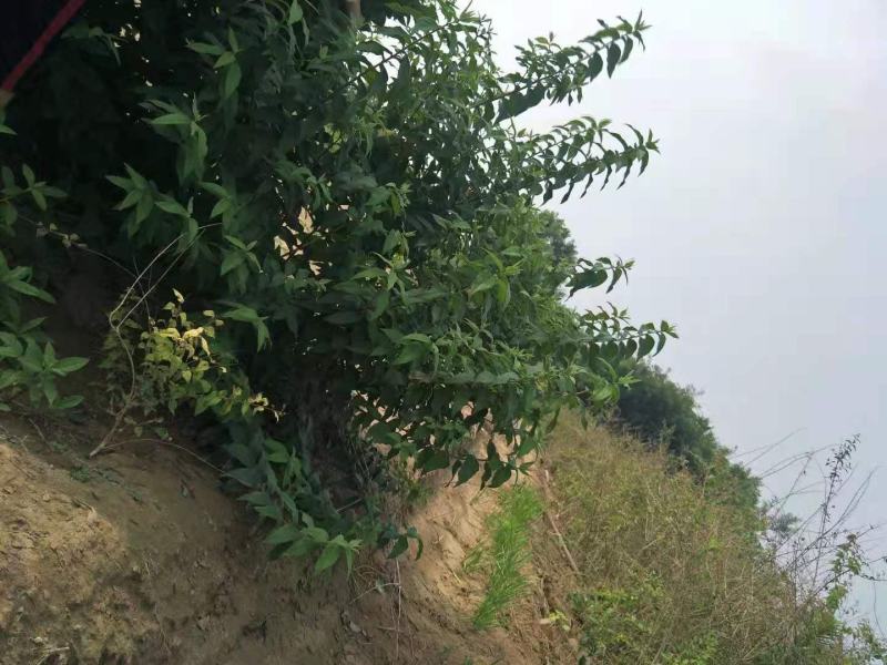 苗圃直销，大花溲疏