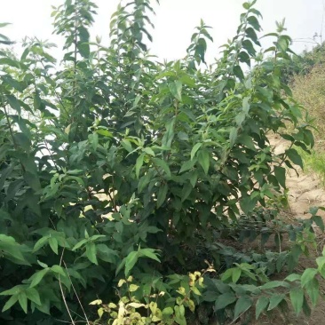 苗圃直销，大花溲疏
