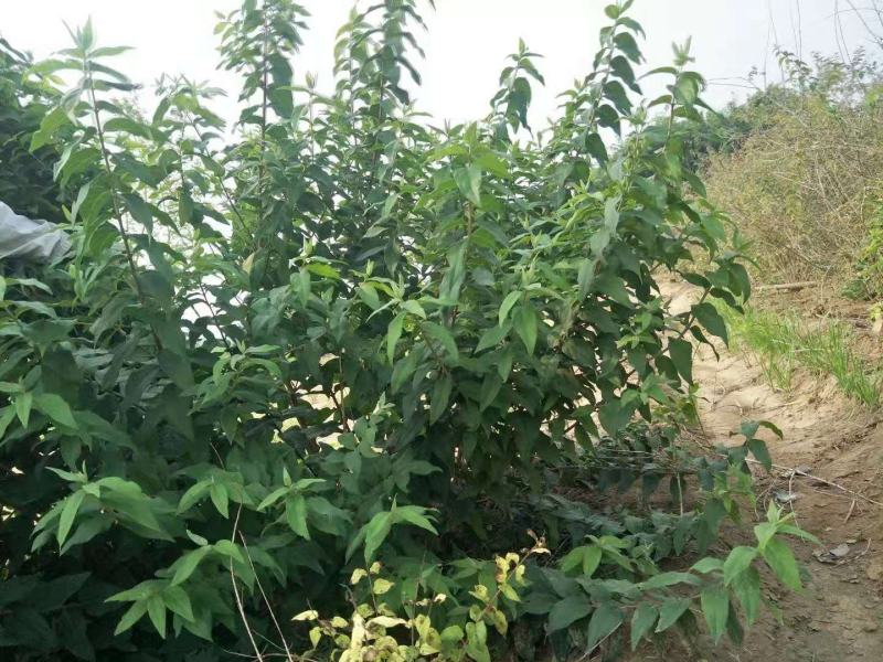 苗圃直销，大花溲疏