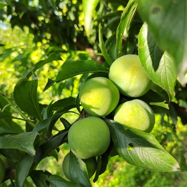 茂县青脆李子，嘎嘣脆