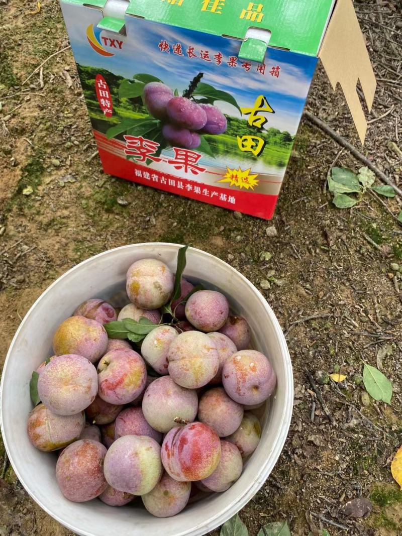 芙蓉李