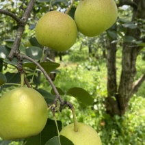 丁香梨