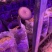 猪肚菇菌棒