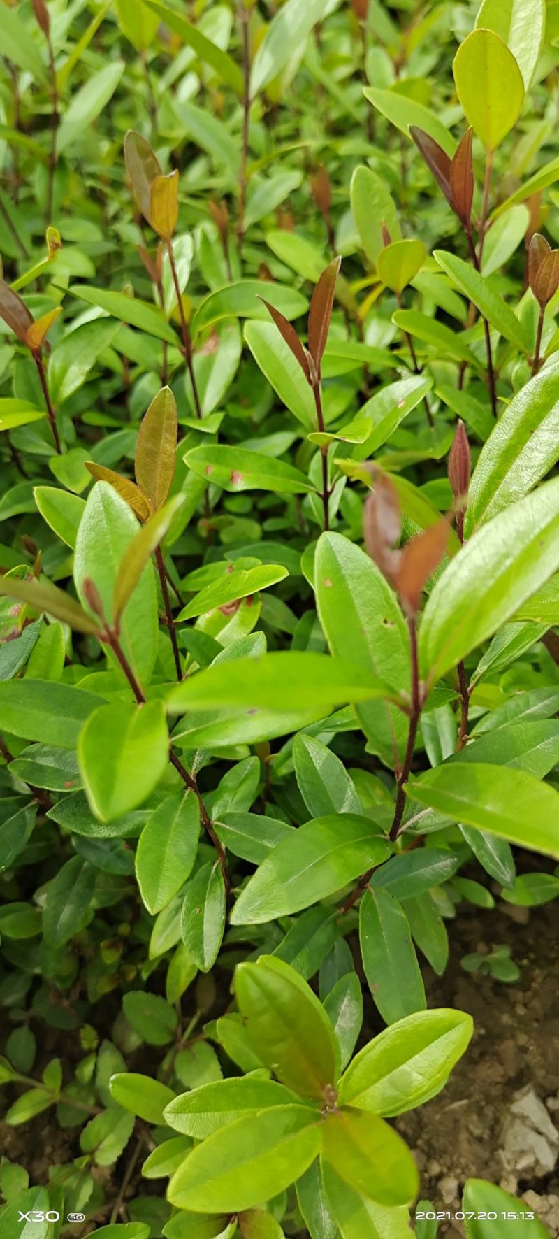 桃金娘苗山稔子苗山菍苗豆稔苗有分枝适合做盆景包邮
