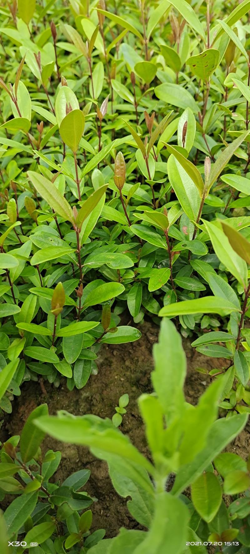 桃金娘苗山稔子苗山菍苗豆稔苗有分枝适合做盆景包邮