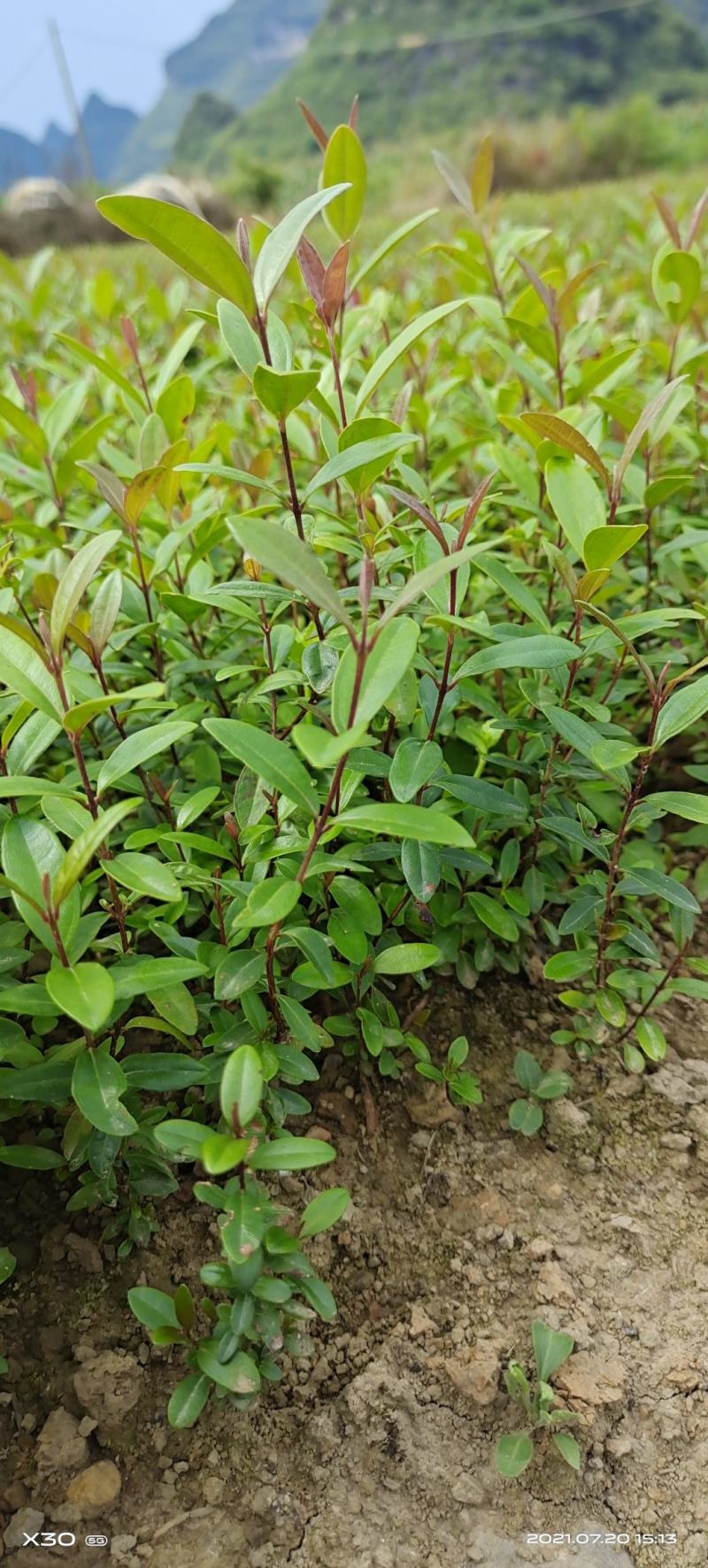 桃金娘苗山稔子苗山菍苗豆稔苗有分枝适合做盆景包邮