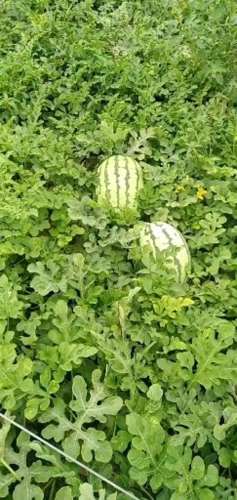 永寿西瓜大面地成熟