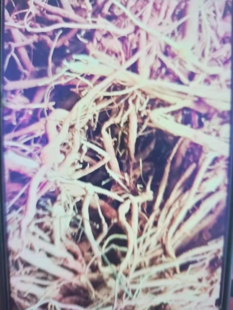 千金拔